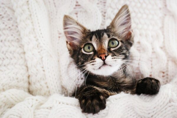 czy rozumiesz swojego kota