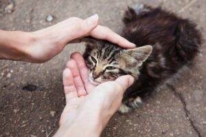 Kotu dzieje się krzywda