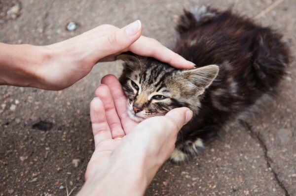 Kotu dzieje się krzywda