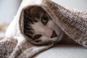 kot nie chce spać obok ciebie