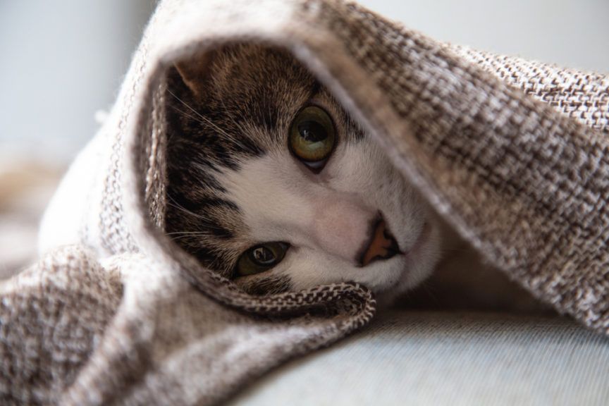 kot nie chce spać obok ciebie