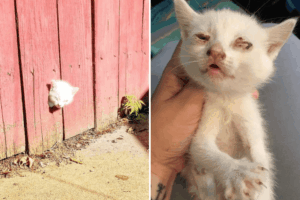 kotek utknął w płocie