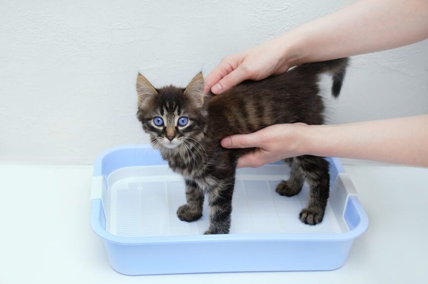 kuwetowe błędy opiekunów