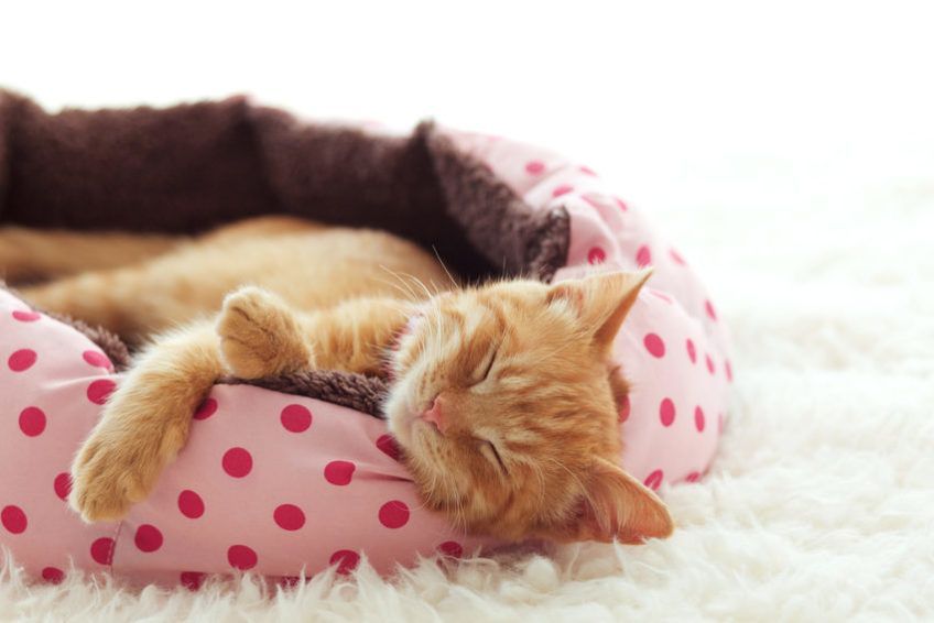 kotek śpi w legowisku