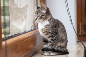 kot siedzi w oknie