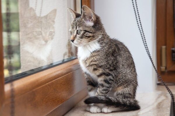 kot siedzi w oknie