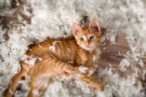 złośliwość u kota