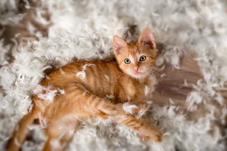 złośliwość u kota