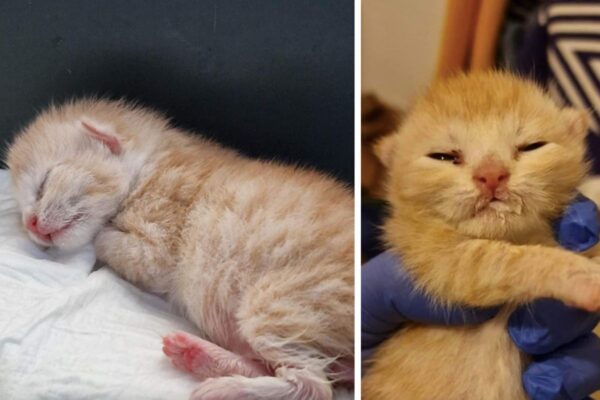 kotek z wysypiska na śmieci