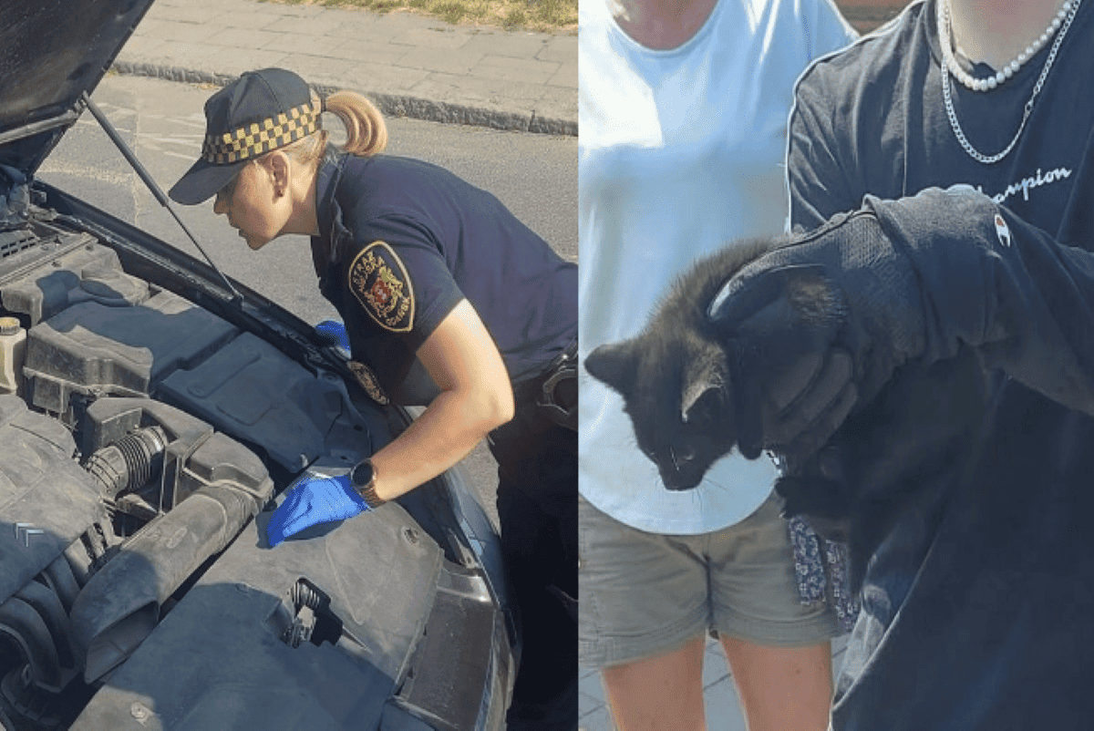 kotek-zaklinowal-sie-w-aucie