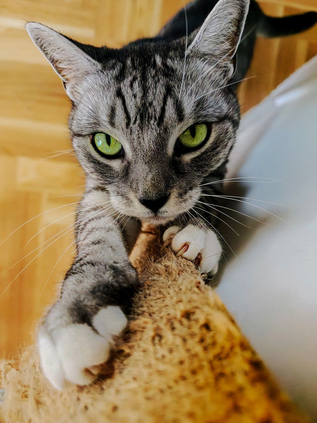 kotka Grażyna Konrad Kotarba