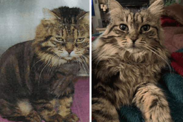 kotka Lulu przynosi swojej opiekunce kapcie