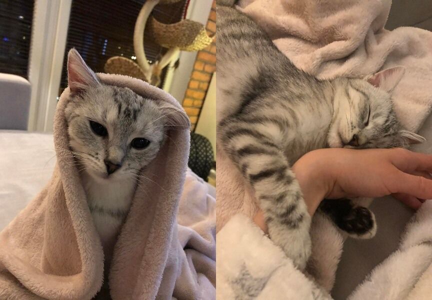 kotka Molly potrzebuje pomocy zrzutka