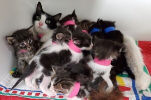 jedenaścioro kociąt