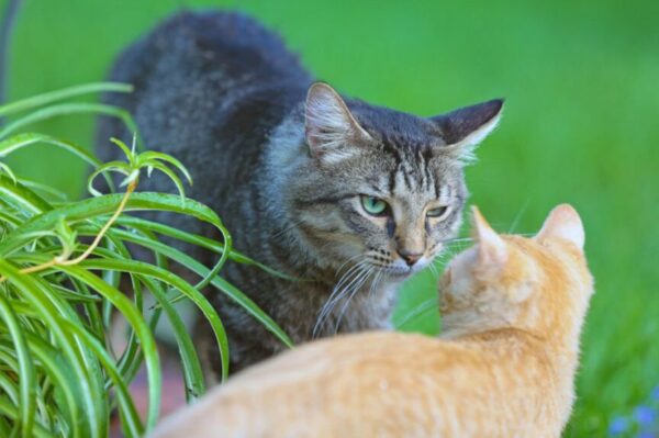 kotka przestała akceptować swojego synka