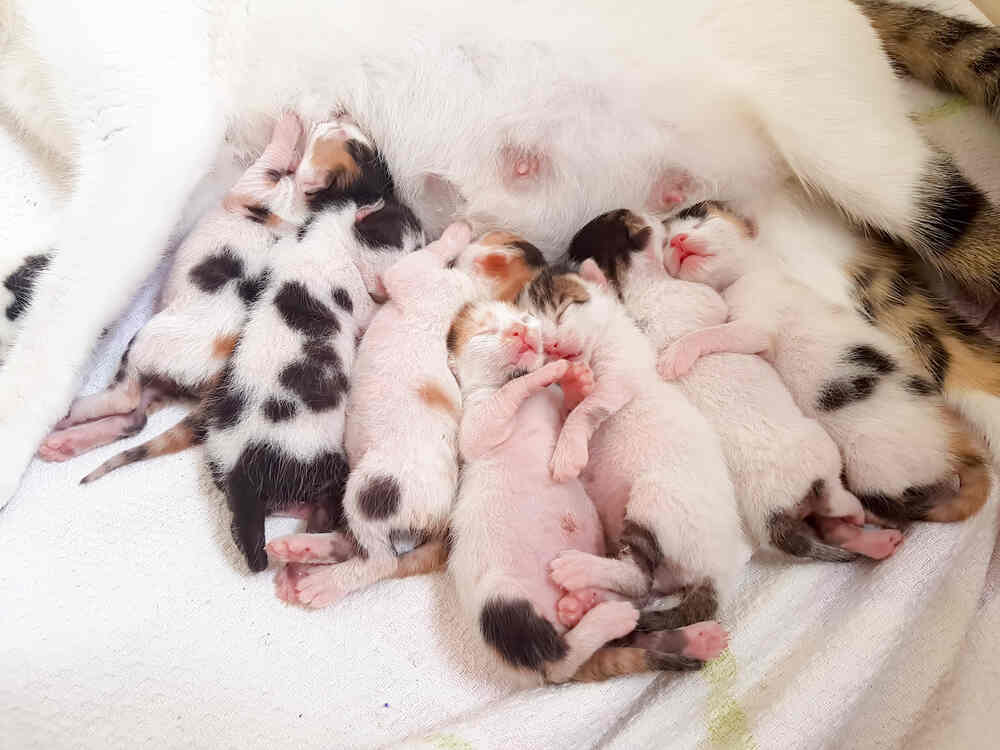 kotka karmiąca (1).jpg