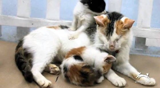 niewidoma kocia mama z kociętami