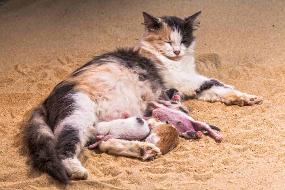 kotka po urodzeniu (1).jpg