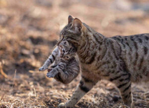 kotka przenosi młode