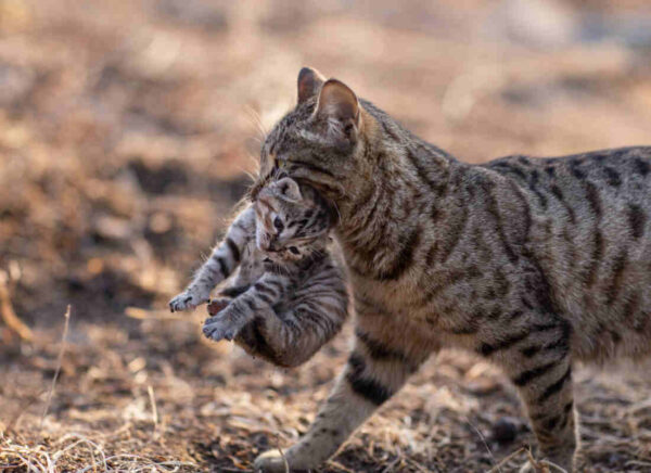 kotka przenosi młode