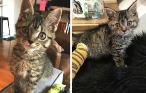 kot na trzech łapach