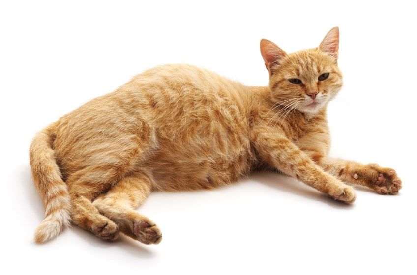 kotka w ciąży-min.jpg