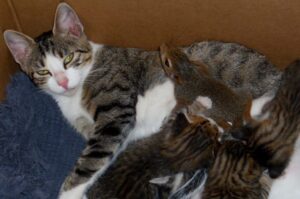 kotka adoptowała wiewiórkę