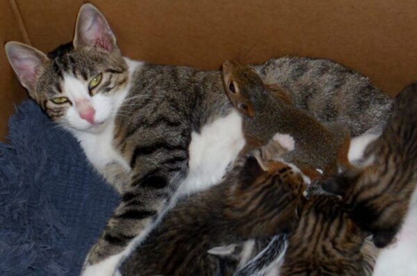 kotka adoptowała wiewiórkę