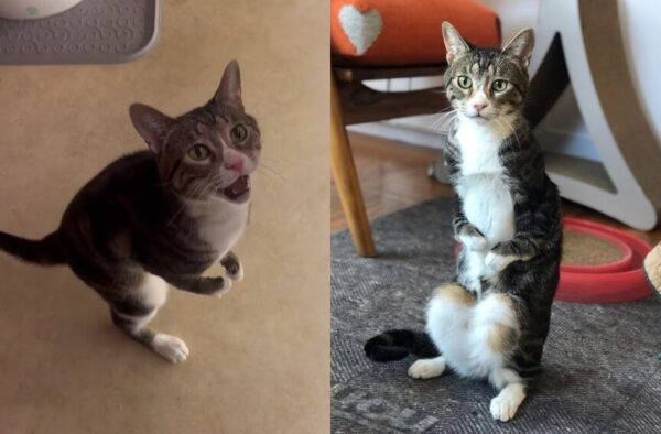 Kanga Roo T-Rex kotka z aplazją kości promieniowej