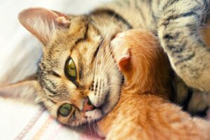 kotka adoptowała wiewiórki