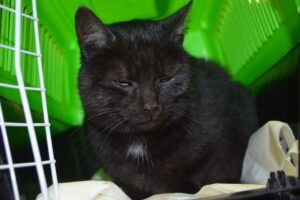 kot przyleciał samolotem