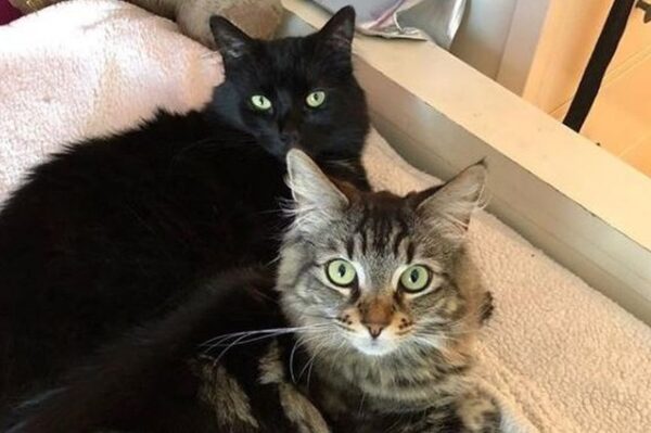 koty wynajmują apartament