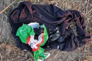 znalazla reklamowke z kocietami