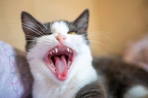 kotu śmierdzi z pyska