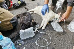 koty z płonącego budynku