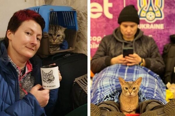 koty w obliczu wojny w Ukrainie