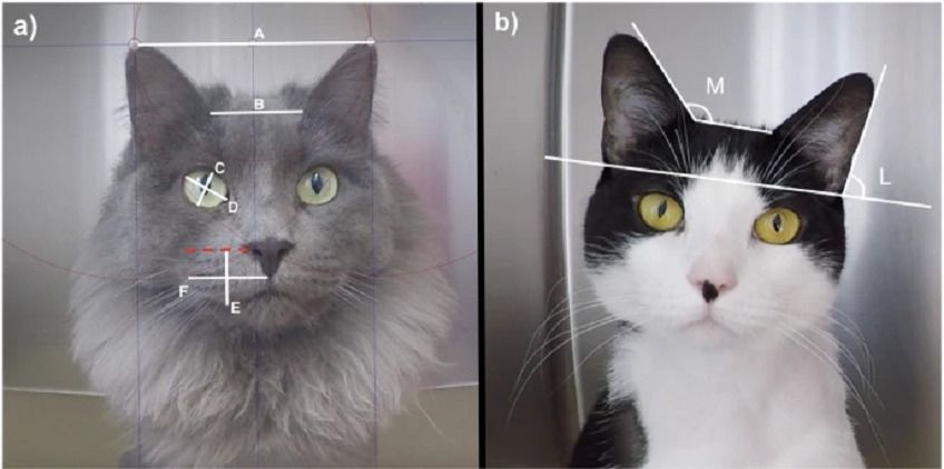 Skala bólu kotów ma pomagać weterynarzom na całym świecie - Koty.pl