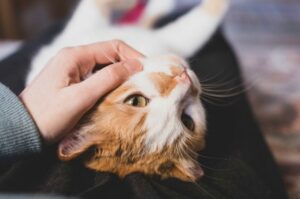 jak karmić kota po sterylizacji