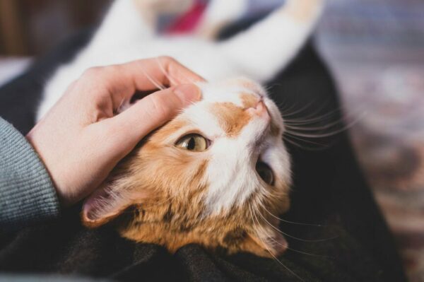 jak karmić kota po sterylizacji