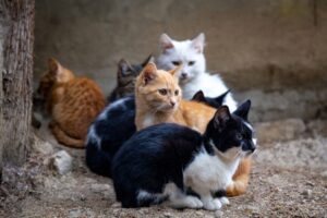 koty znad jeziorka potrzebują pomocy