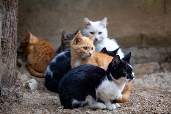 koty znad jeziorka potrzebują pomocy
