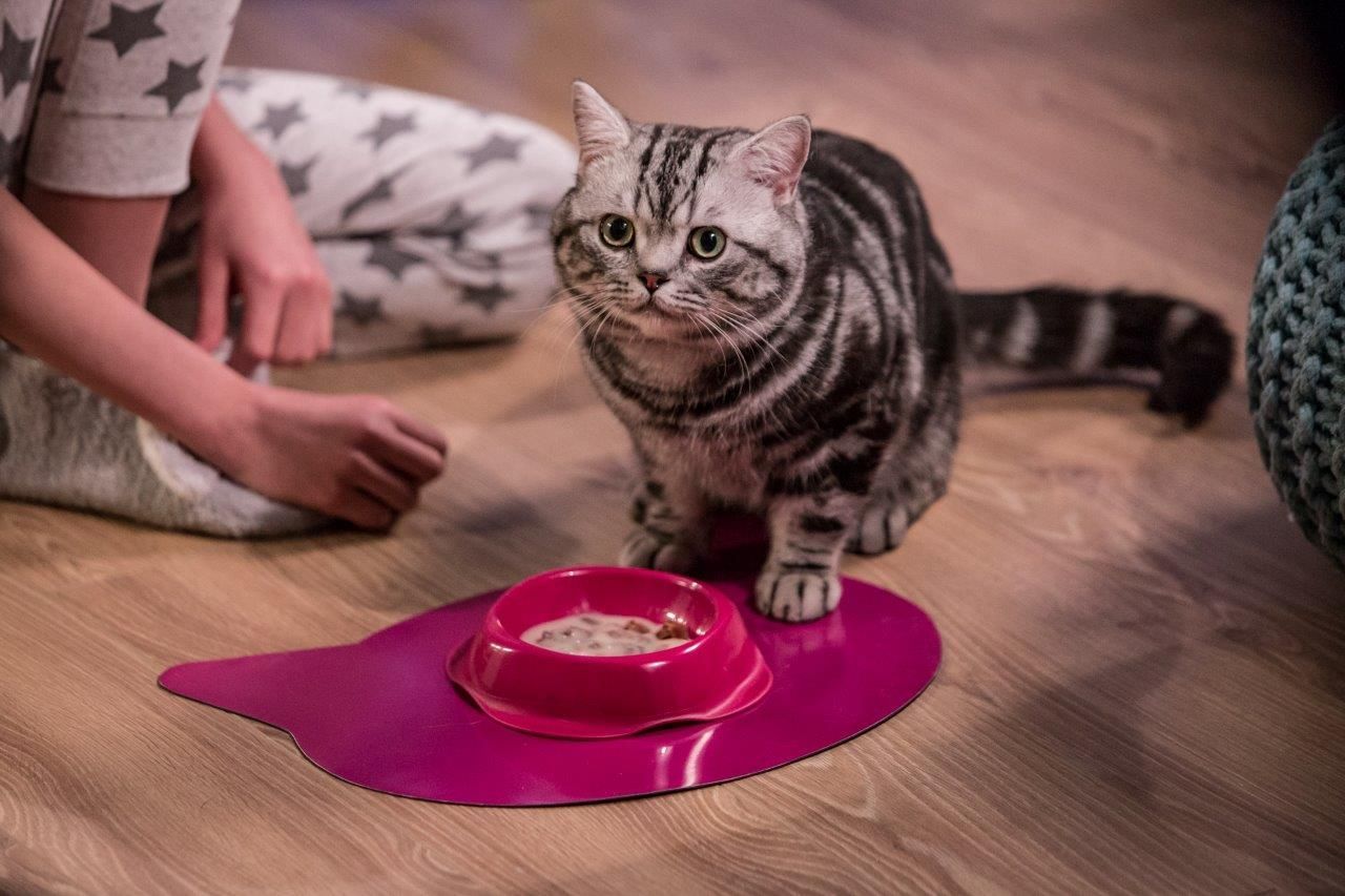 kot brytyjski silver tabby