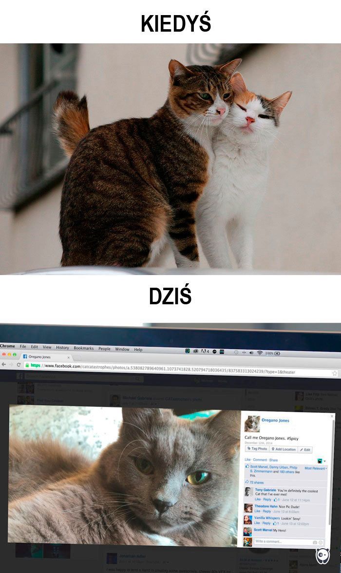 koty kiedyś i dziś