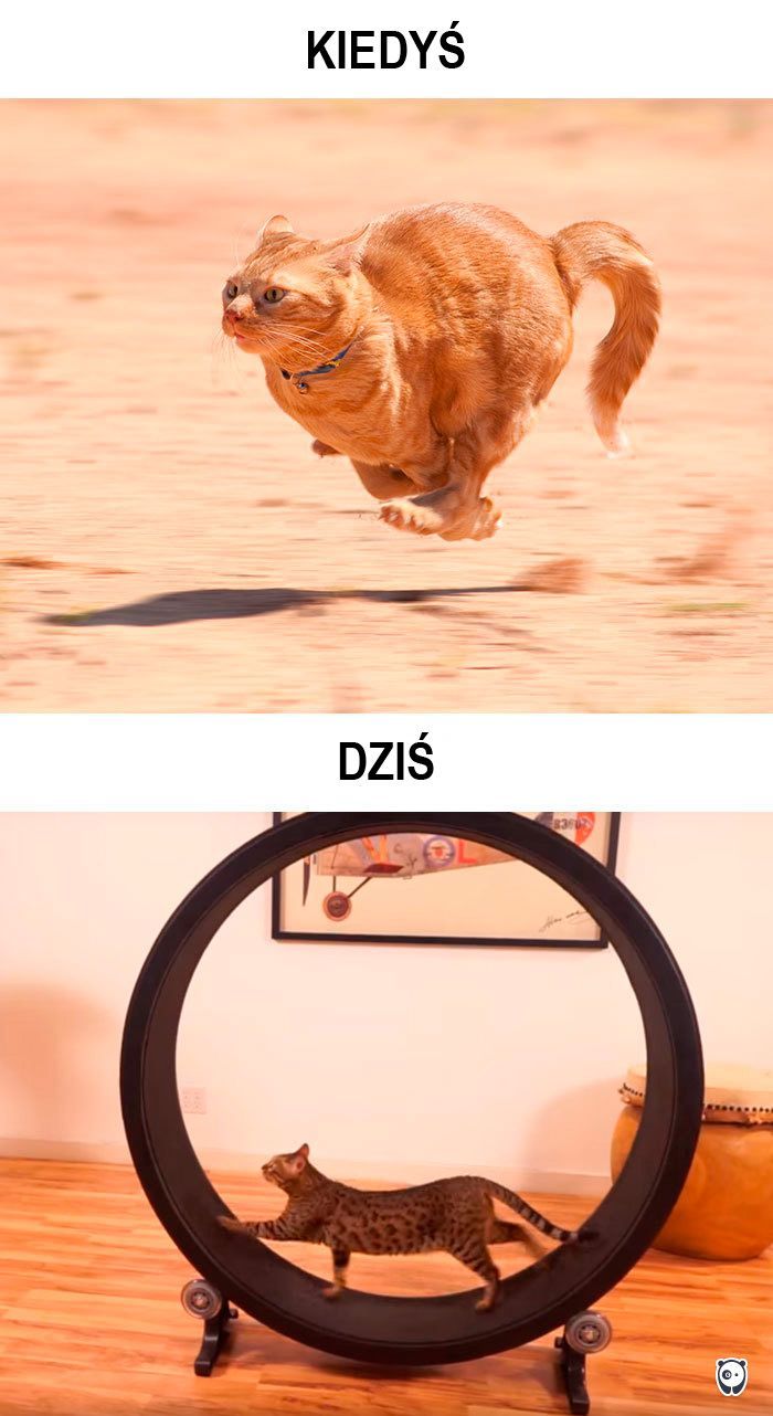 koty kiedyś i dziś