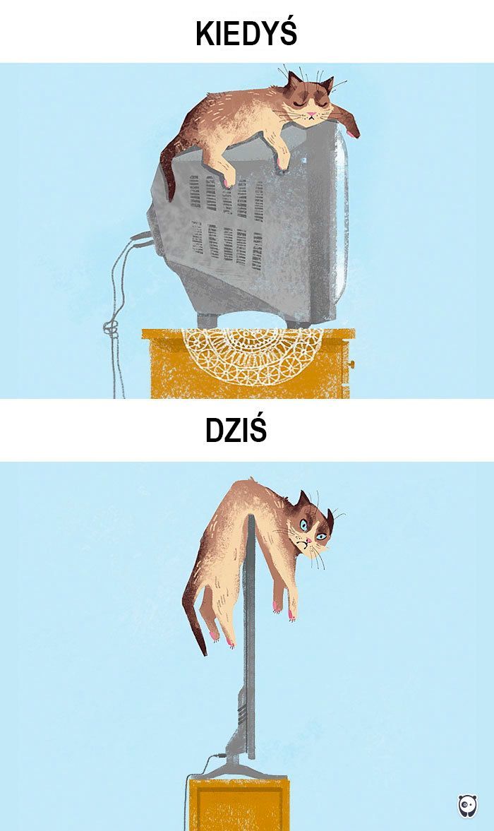 koty kiedyś i dziś