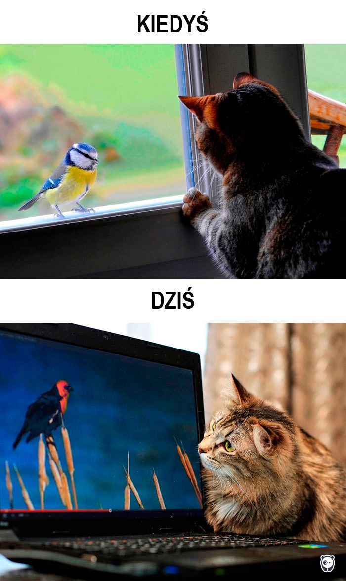 koty kiedyś i dziś