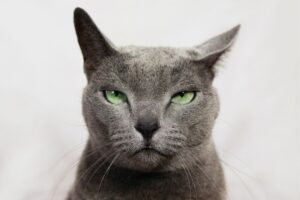 koty komunikują się między sobą za pomocą ponad 250 grymasów