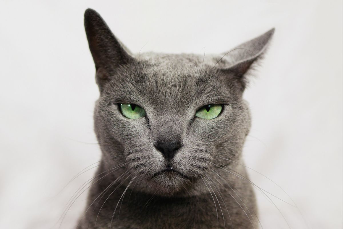 koty komunikują się między sobą za pomocą ponad 250 grymasów