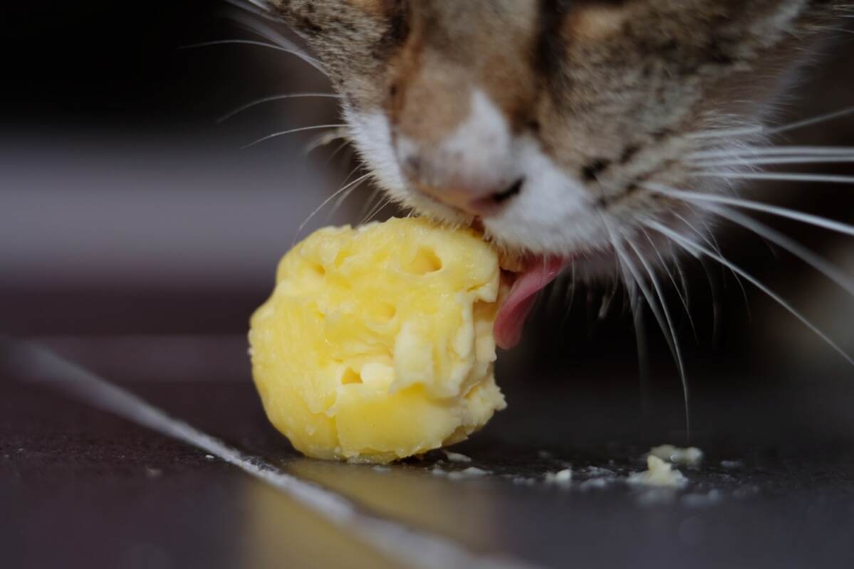 koty liżą masło