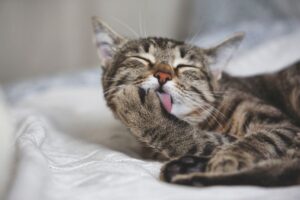 koty liżą się po jedzeniu